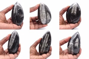Orthoceras