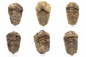 Orthoceras