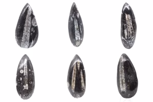 Orthoceras