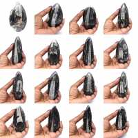 Fossiel van Orthoceras uit Marokko