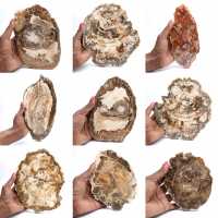 Gepolijste versteende houtplak, klein fossiel ornament, Madagaskar Gepolijste versteende houtplak, klein fossiel ornament, Madagaskar