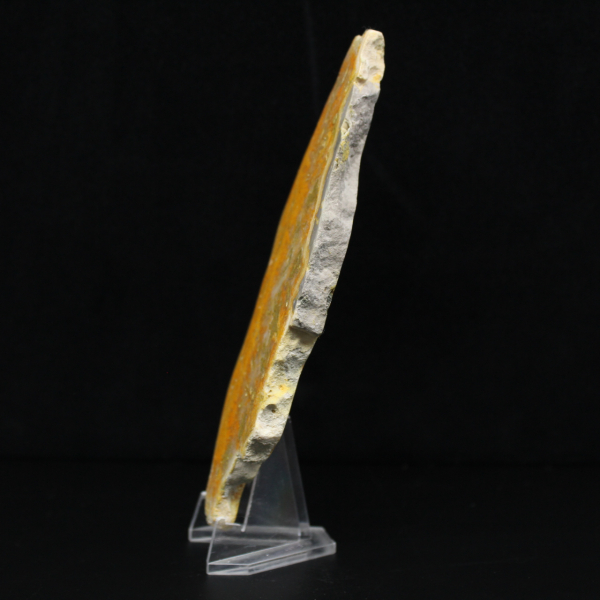 Indonesische hommeljaspis: een pronkstuk