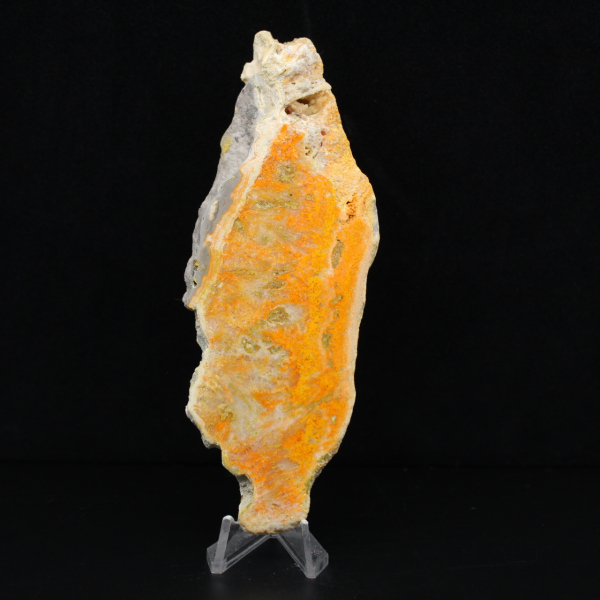 Indonesische hommeljaspis: een pronkstuk