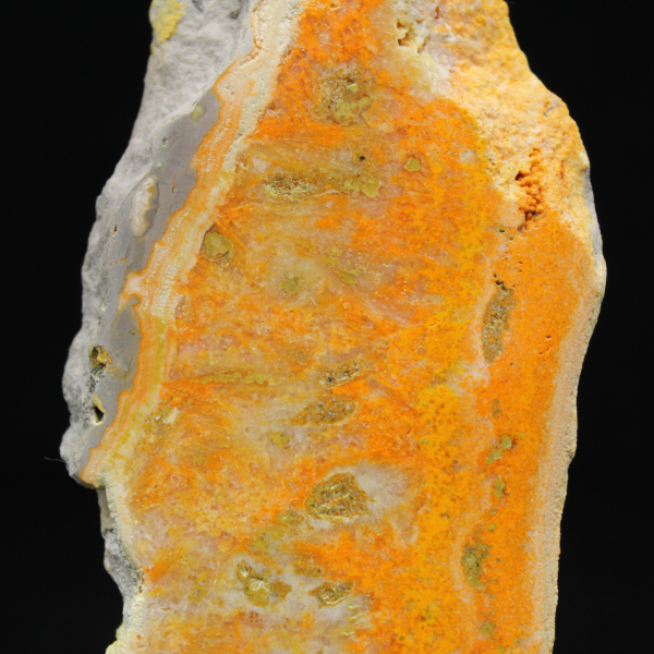 Indonesische hommeljaspis: een pronkstuk