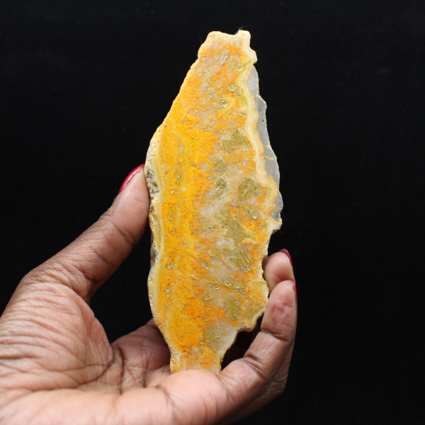 Indonesische hommeljaspis: een pronkstuk