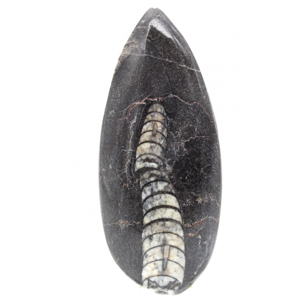 Fossiele Orthoceras