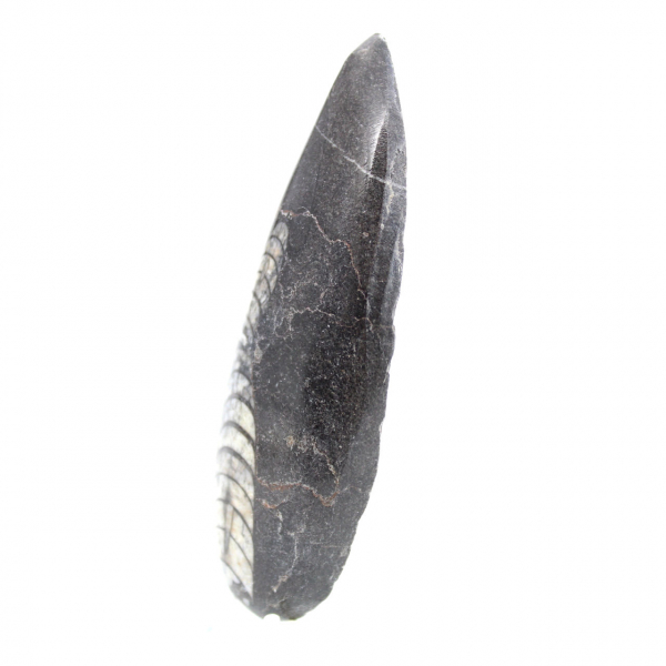 Fossiele Orthoceras