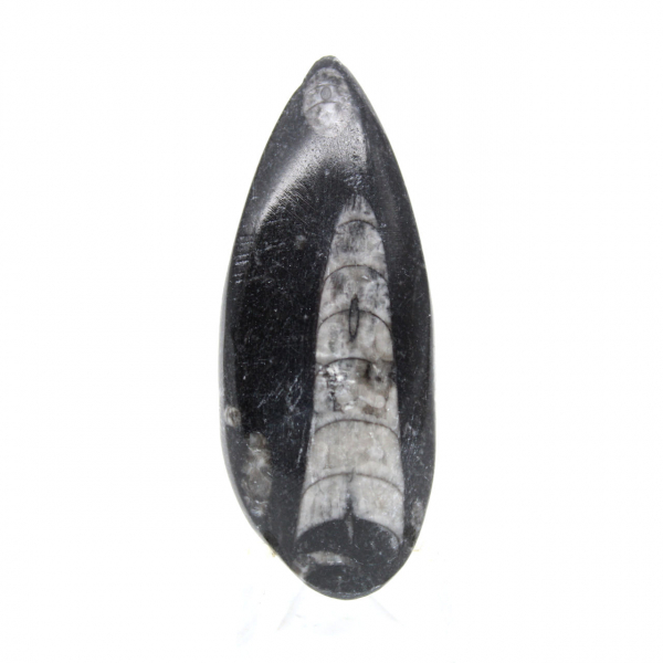 Fossiele Orthoceras