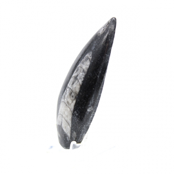 Fossiele Orthoceras