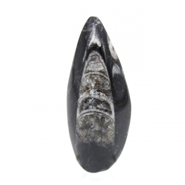 Fossiele orthoceras uit Marokko
