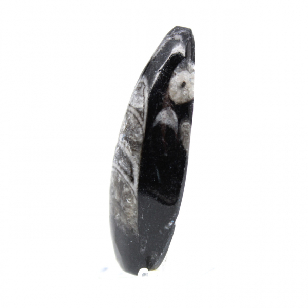 Fossiele orthoceras uit Marokko