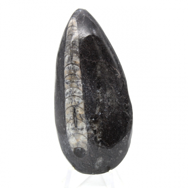 Fossiele Orthoceras
