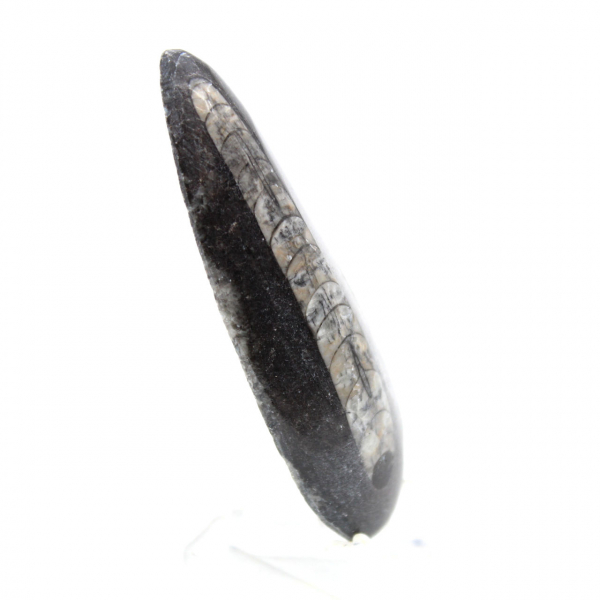 Fossiele Orthoceras