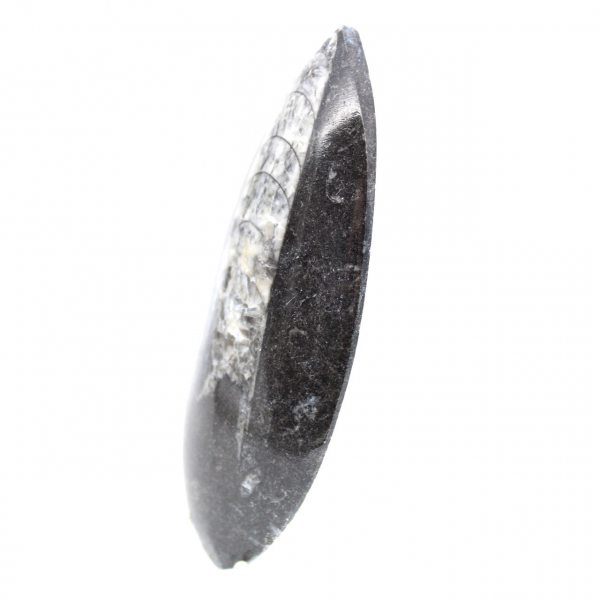 Fossiele orthoceras uit Marokko