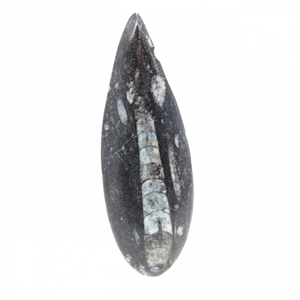 Fossiele orthoceras uit Marokko