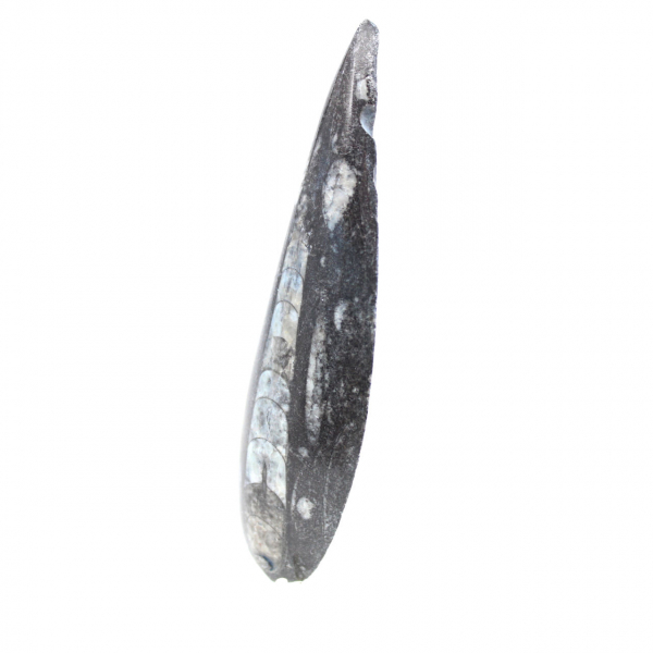 Fossiele orthoceras uit Marokko