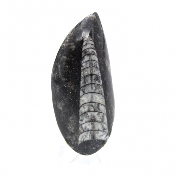Fossiele Orthoceras