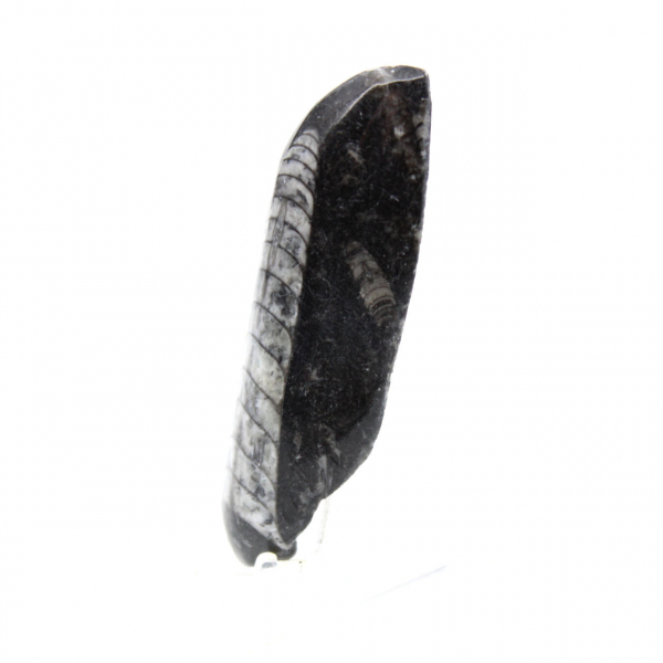 Fossiele Orthoceras
