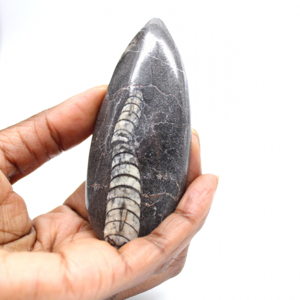 Fossiele Orthoceras