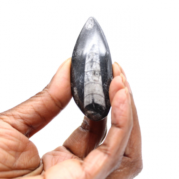 Fossiele Orthoceras