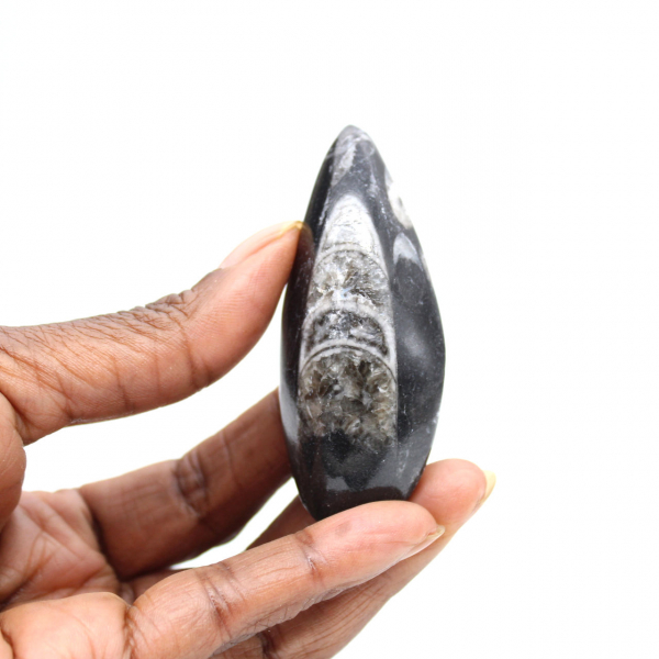 Fossiele orthoceras uit Marokko