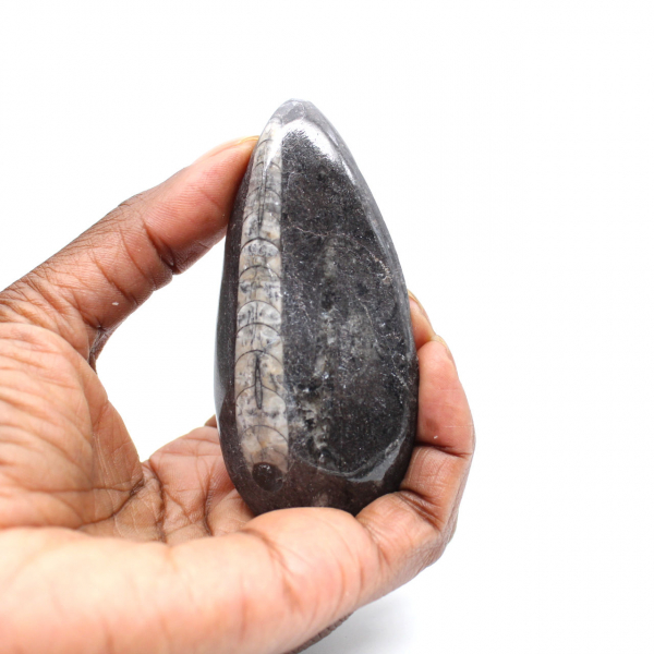 Fossiele Orthoceras