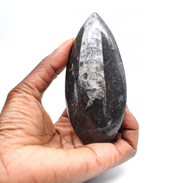 Fossiele orthoceras uit Marokko