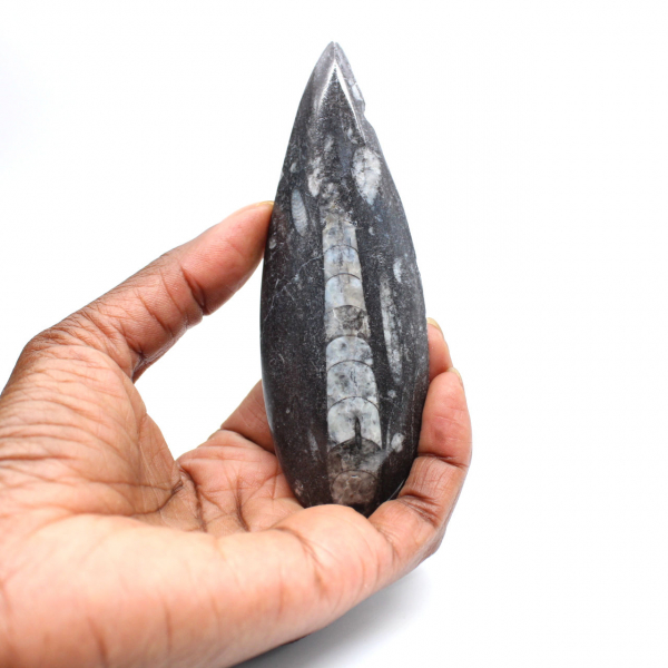 Fossiele orthoceras uit Marokko
