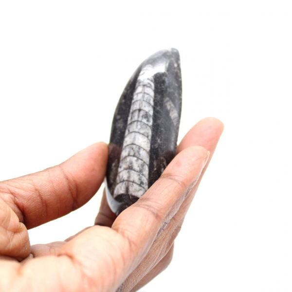 Fossiele Orthoceras