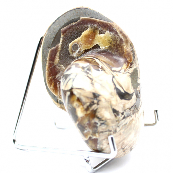 Gepolijste verzamelammoniet uit Madagaskar - Authentiek decoratief exemplaar