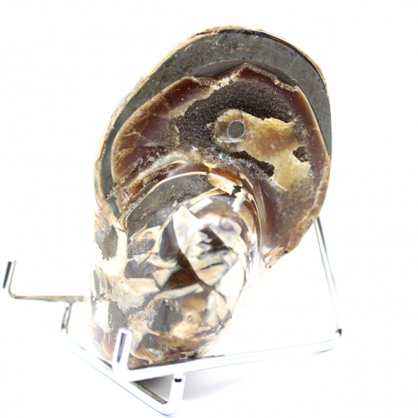 Gepolijste verzamelammoniet uit Madagaskar - Authentiek decoratief exemplaar