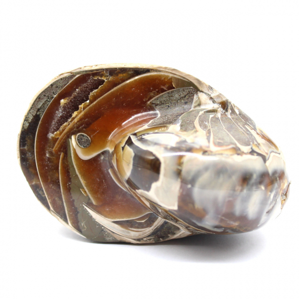 Gepolijste fossiele ammoniet uit Madagaskar - Decoratie en geologische wetenschap