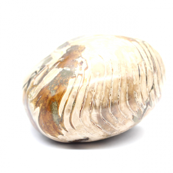 Gepolijste fossiele ammoniet uit Madagaskar - Decoratie en geologische wetenschap