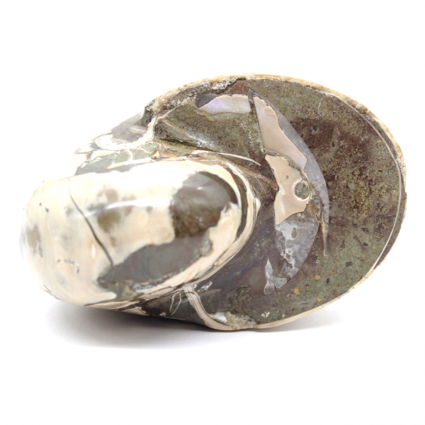 Ammonietspecimen uit Madagaskar - Gepolijst fossiel voor verzamelaars