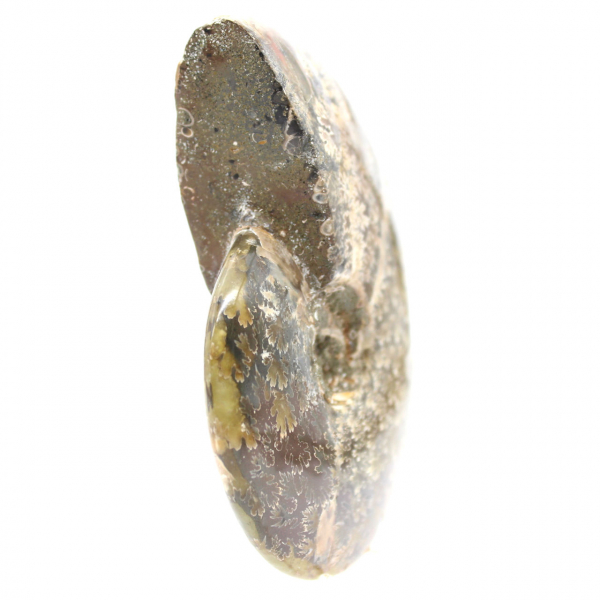 Gepolijste fossiele ammoniet uit Madagaskar - smal en slank exemplaar