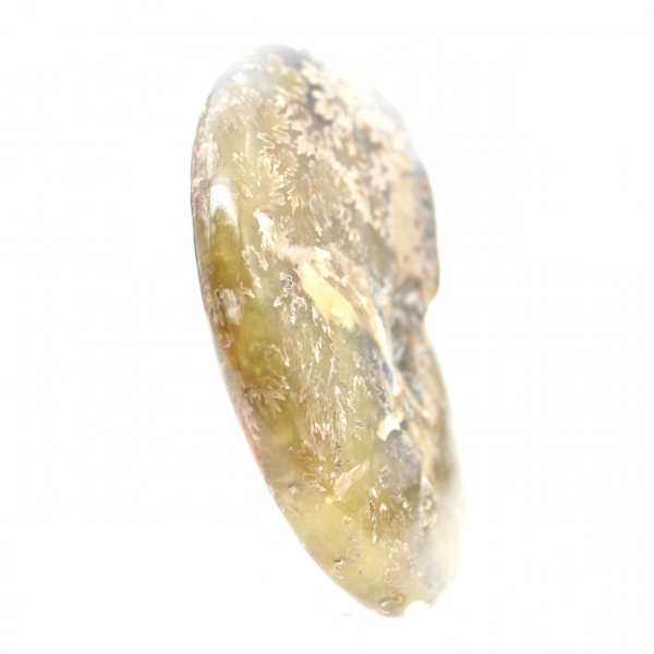 Gepolijste fossiele ammoniet uit Madagaskar - smal en slank exemplaar