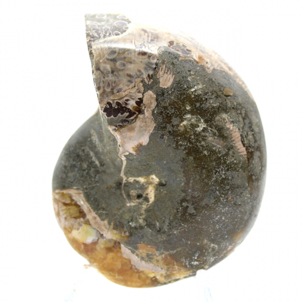 Hoogwaardige gepolijste fossiele ammoniet - Natuurlijk decoratief stuk