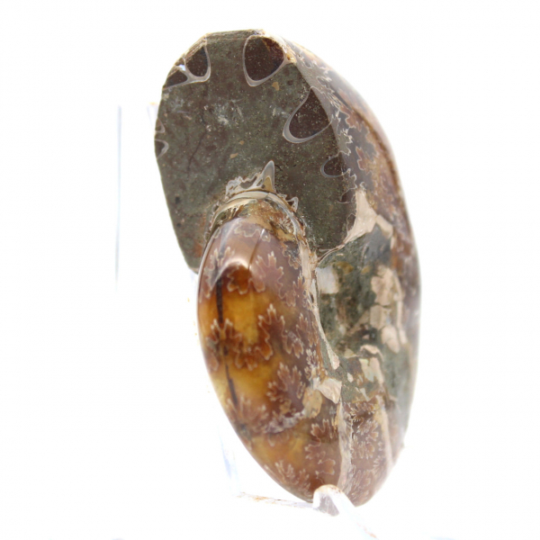 Klein gepolijst ammonietfossiel uit Madagaskar - Authenticiteit gegarandeerd