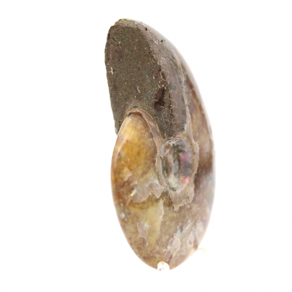 Gepolijste ammoniet - fossiel uit Madagaskar voor verzameling en decoratie (60 g)