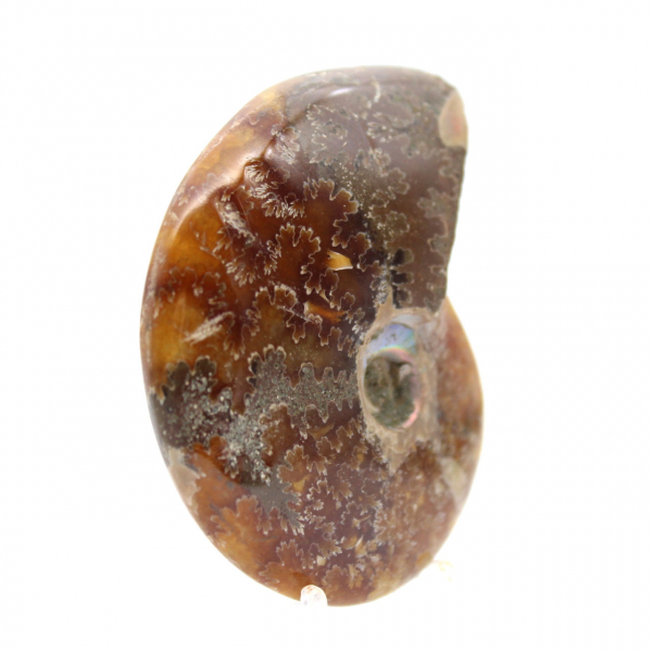 Gepolijste ammoniet - fossiel uit Madagaskar voor verzameling en decoratie (60 g)