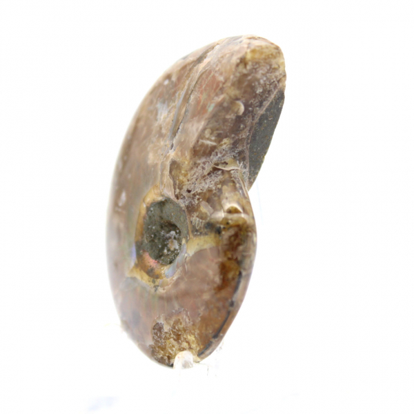 Kleinste gepolijste ammoniet - fossiel uit Madagaskar (35 g)