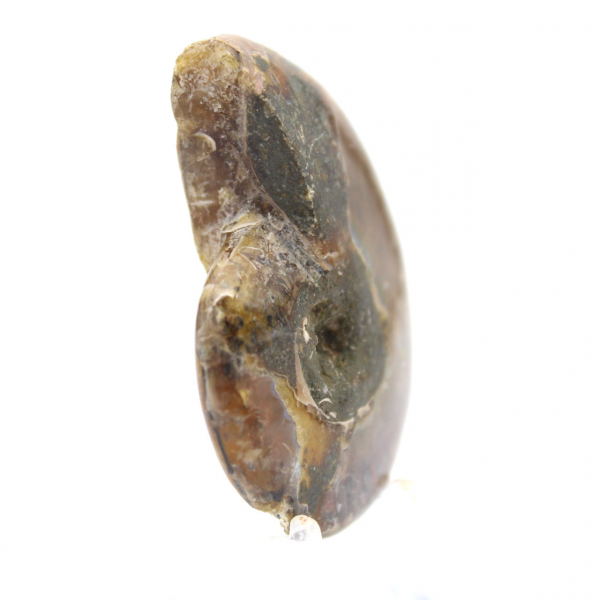 Kleinste gepolijste ammoniet - fossiel uit Madagaskar (35 g)