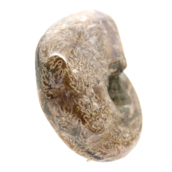 Gepolijste ammoniet voor verzamelaars - Fossiele schat uit Madagaskar (100 g)