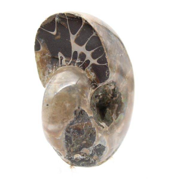 Gepolijste ammoniet - klein verzamelexemplaar uit Madagaskar (80 g)