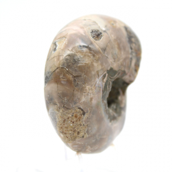 Gepolijste ammoniet - klein verzamelexemplaar uit Madagaskar (80 g)