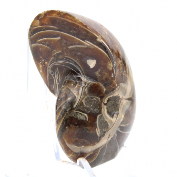 Gepolijste ammoniet - smal collectie-exemplaar uit Madagaskar (120 g)