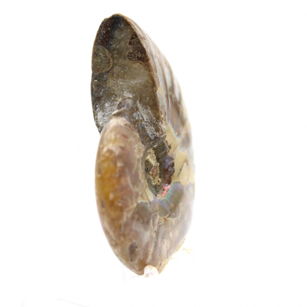 Gepolijste fossiele ammoniet uit Madagaskar - verzamelminiatuur (45 g)