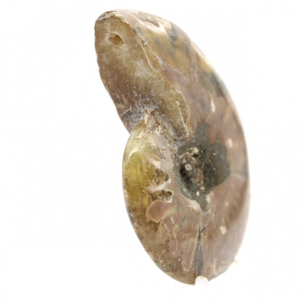 Klein gepolijst ammonietfossiel - authentiek exemplaar uit Madagaskar