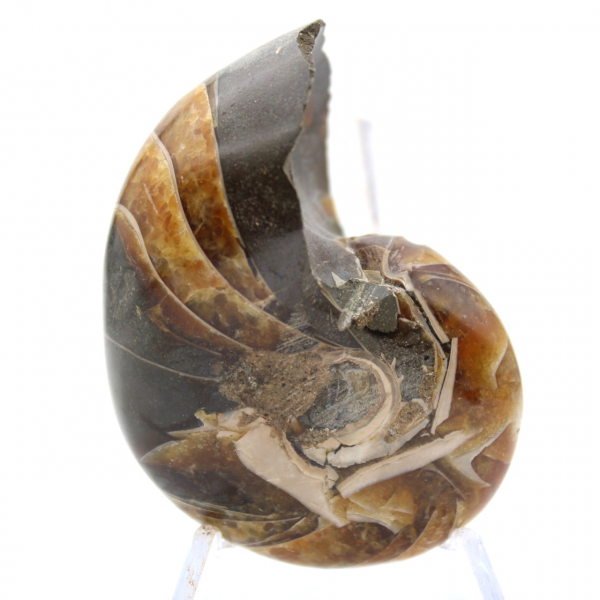 Gepolijste ammoniet uit Madagaskar - Compact exemplaar voor verzamelaars