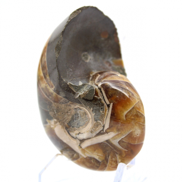 Gepolijste ammoniet uit Madagaskar - Compact exemplaar voor verzamelaars